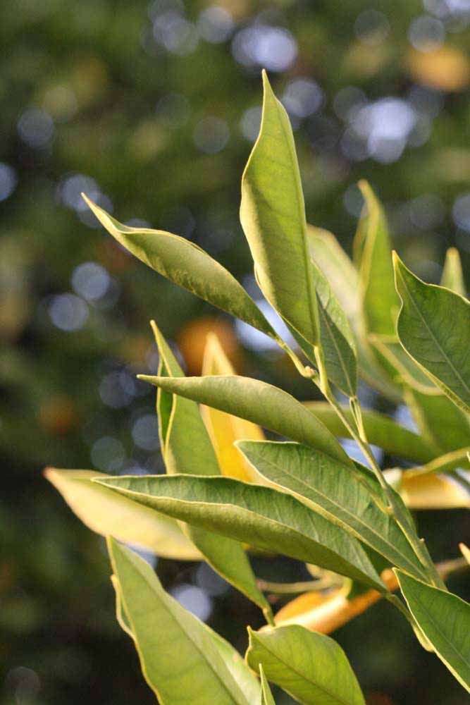            Sun leaves (Rotuma Island, Riverside, CA)   